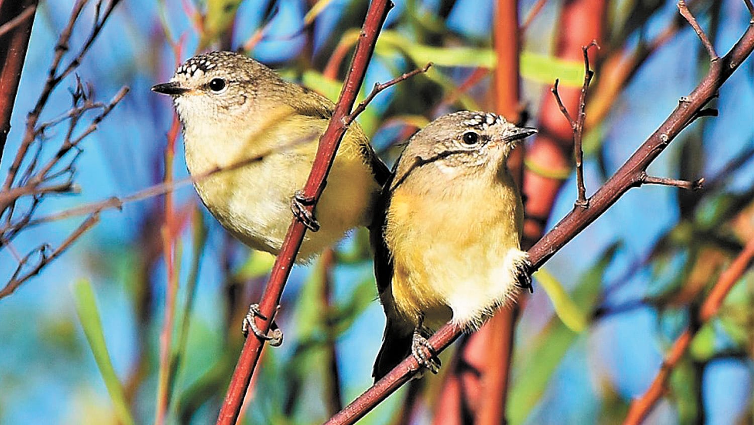 Look to the Birds