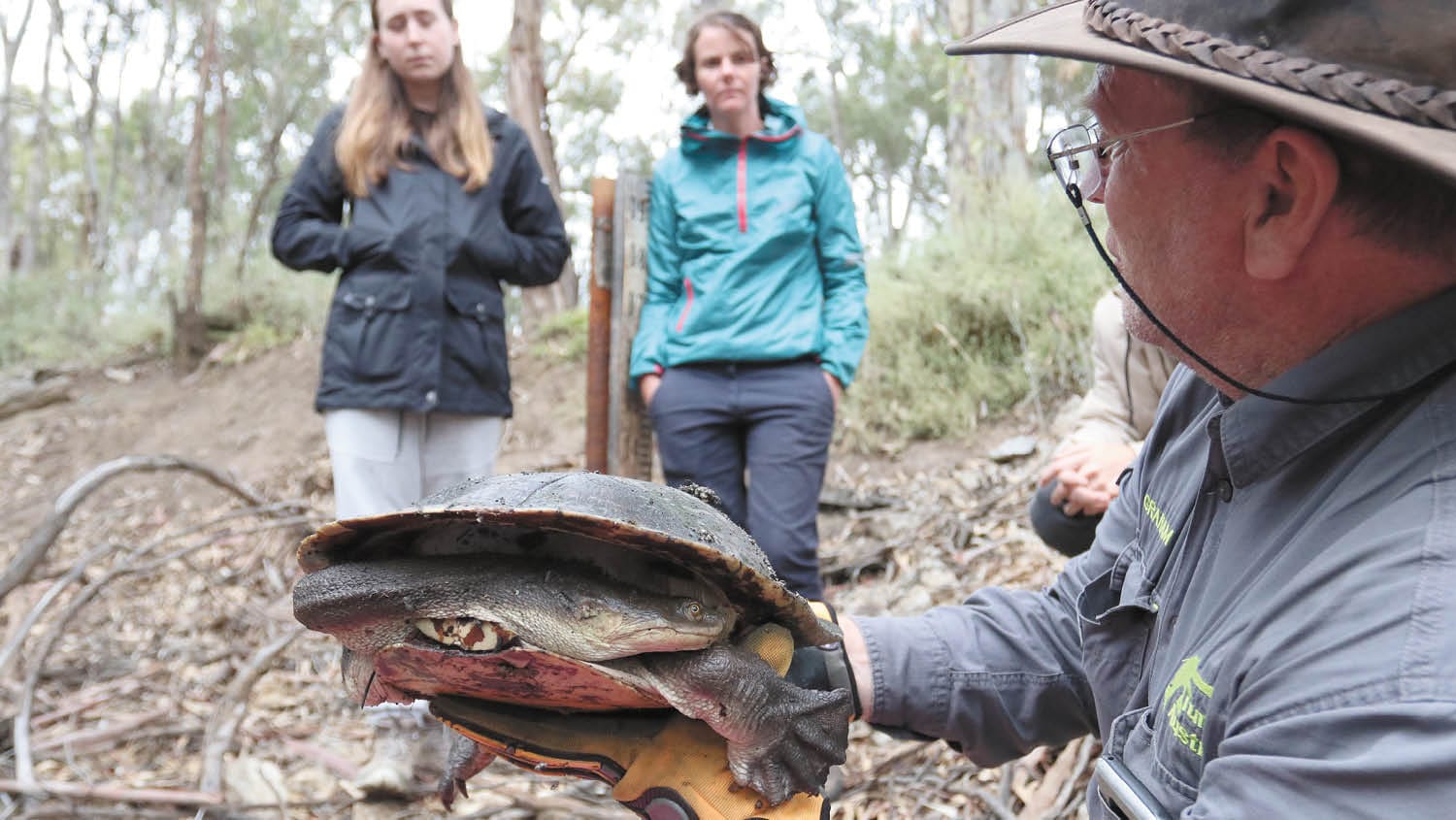 Turtle Spotters Wanted