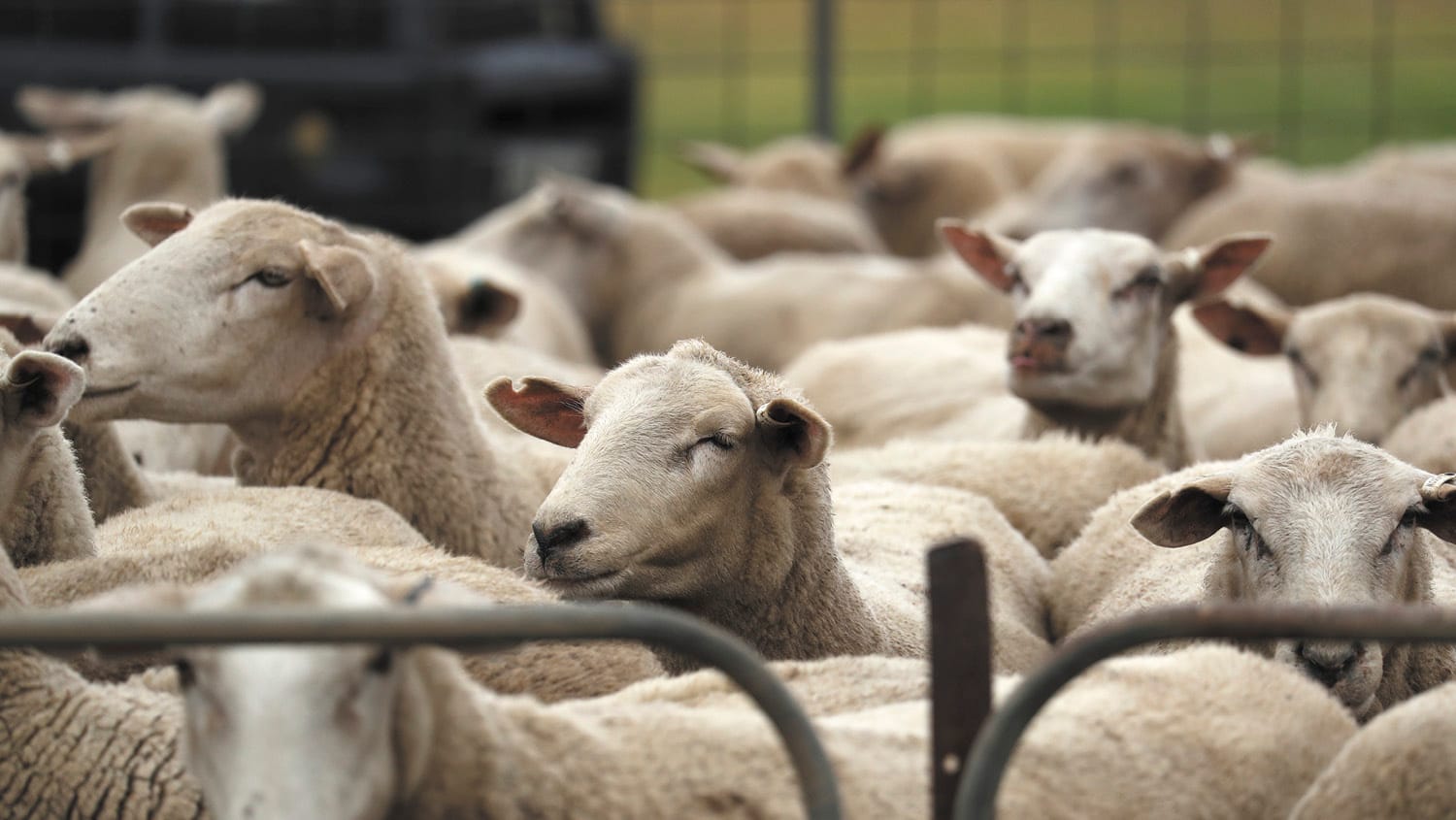 FMD - Be Informed, Be Proactive