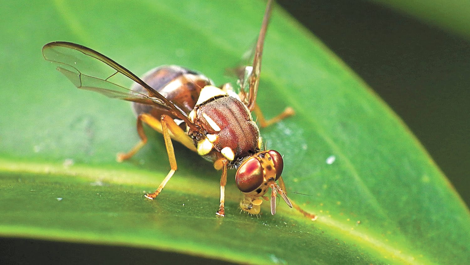 Keep unwanted BBQ pests away this summer