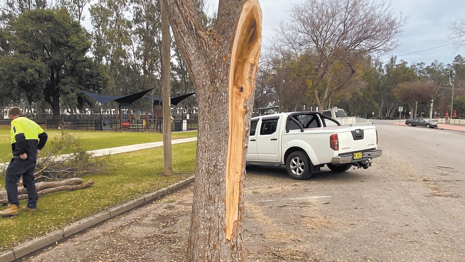 Truckin' Tree