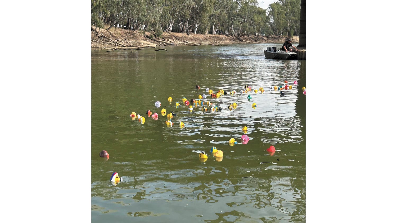 Ducks Race on the Murray