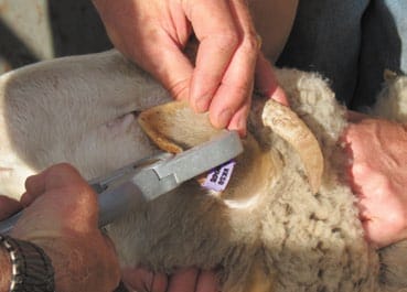 Management workshops for livestock producers