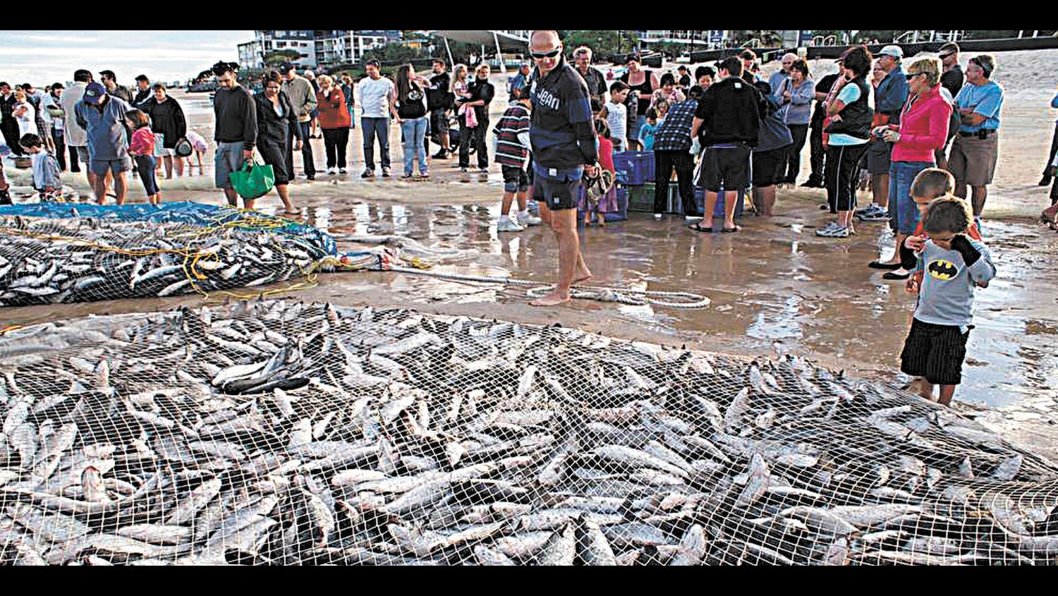 A Humungous Catch of Fish