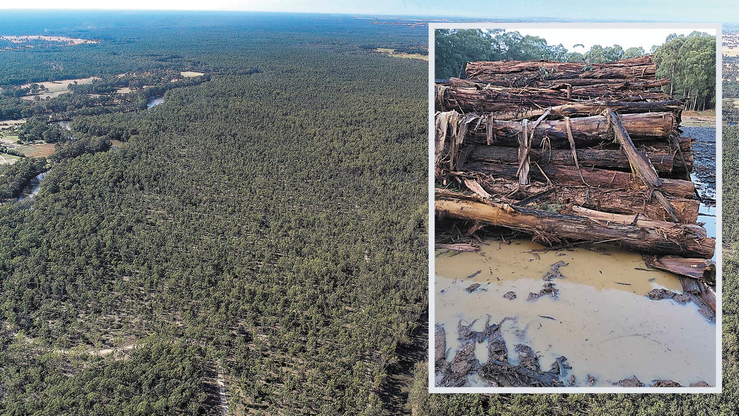 Native Forestry Set for the Chop