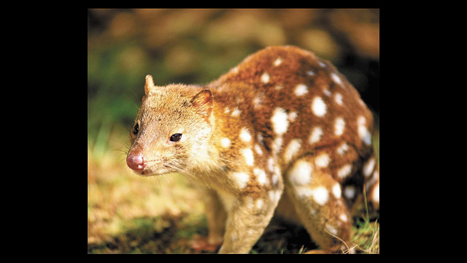 Quoll Spotted
