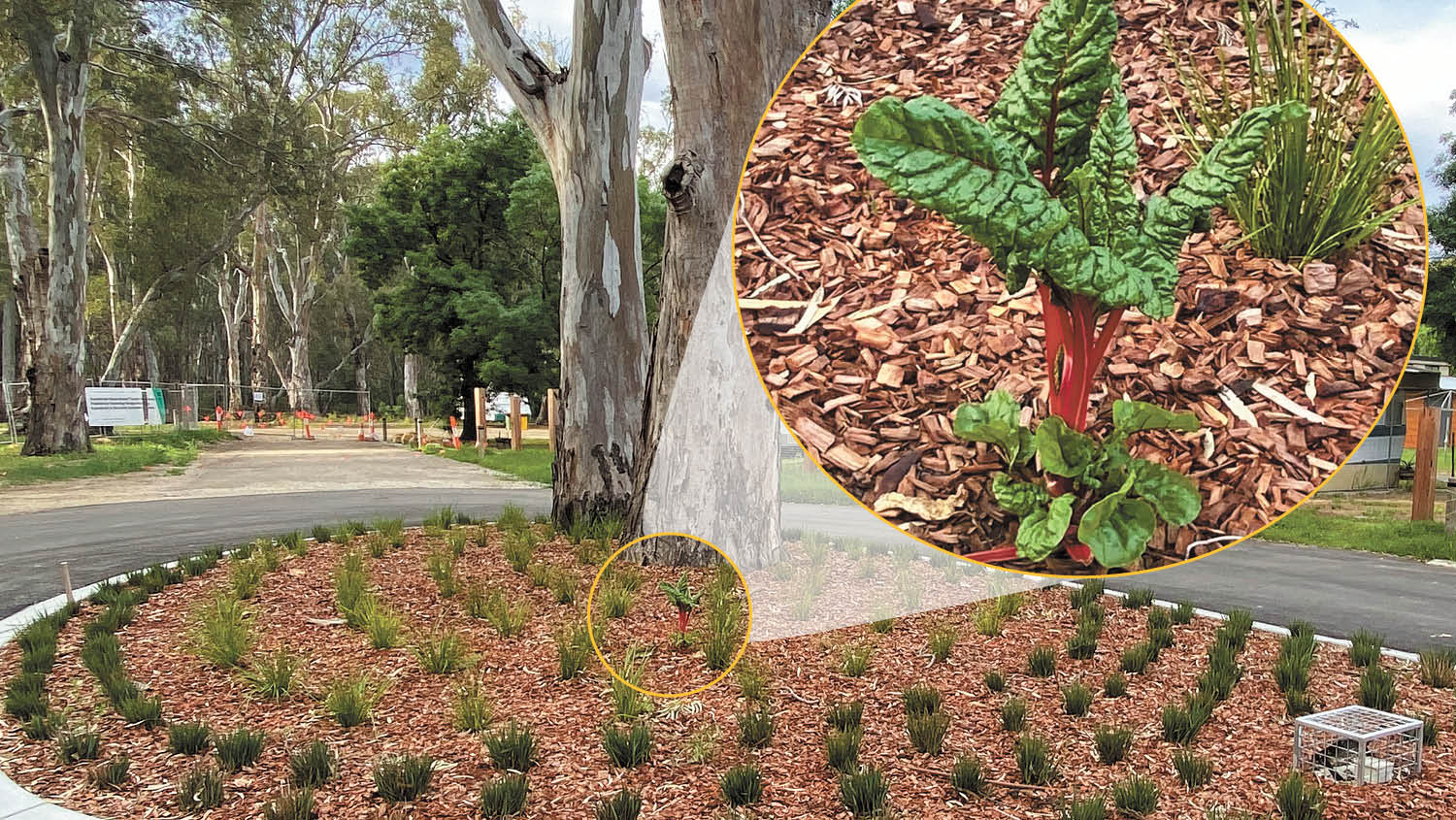 Rhubarb or Silverbeet?...