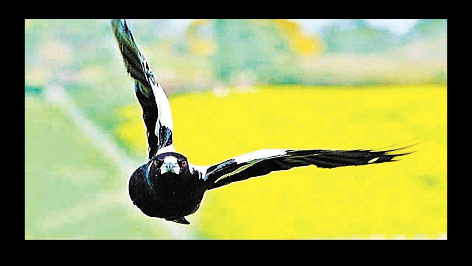 ‘Tis the Season for Swooping Magpies!