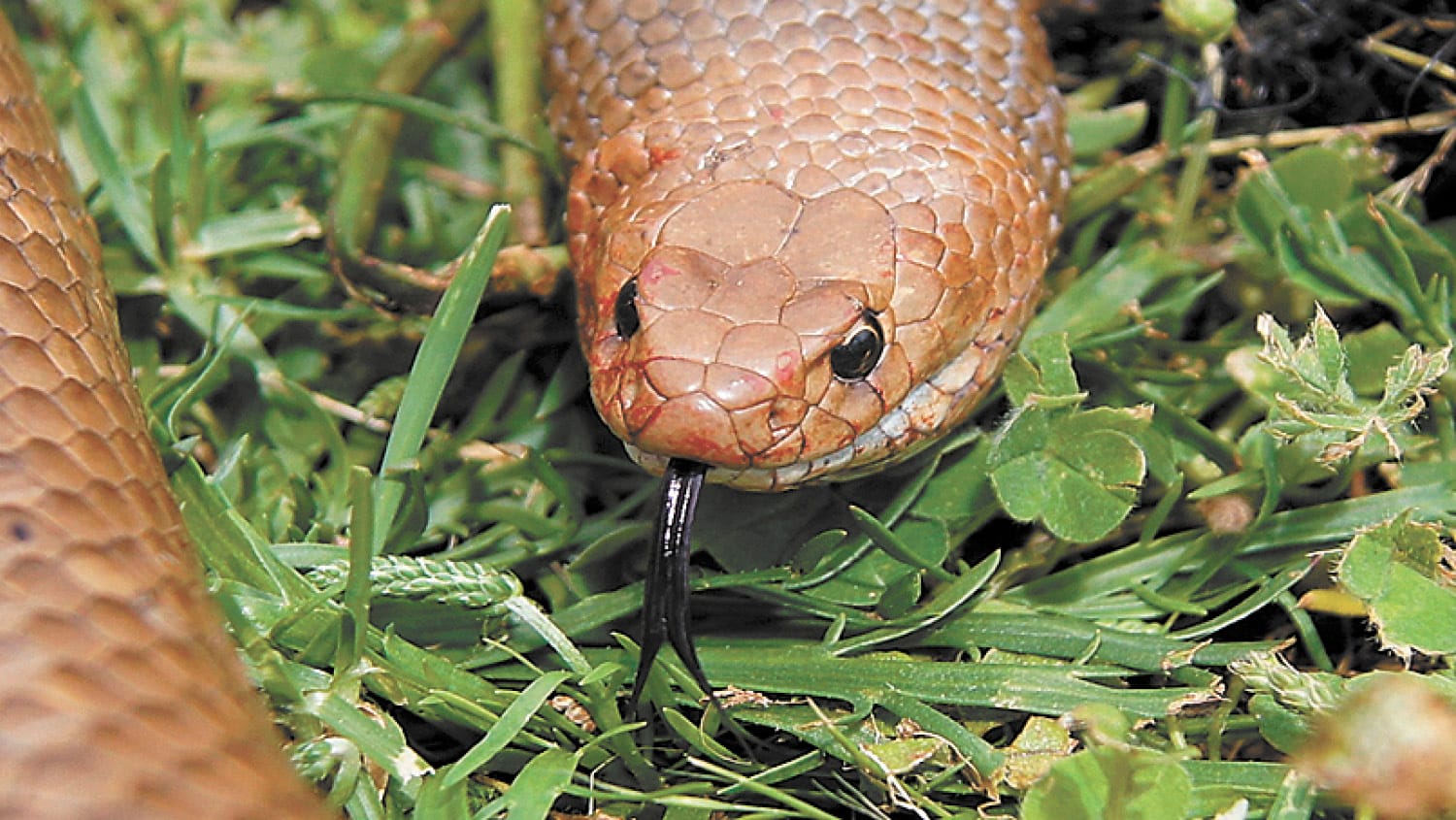 Speaking With a 'Forked Tongue'