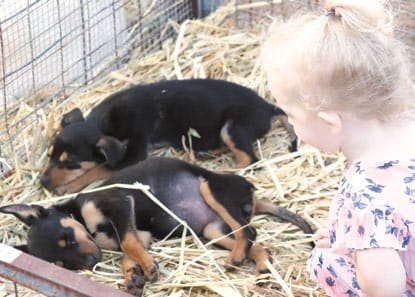 New attractions as the Wakool Show goes on