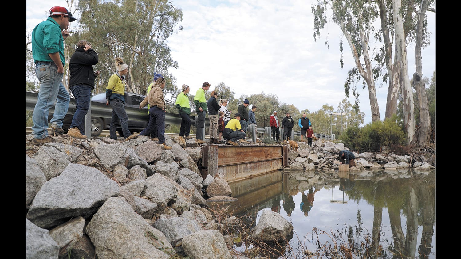 Eel Tailed Catfish for Eagle Creek