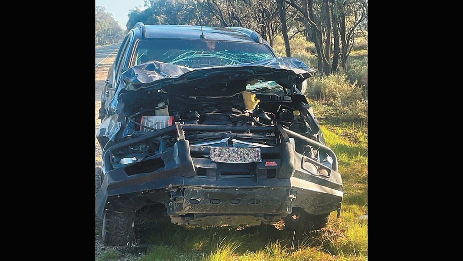 Cow Vs Car
