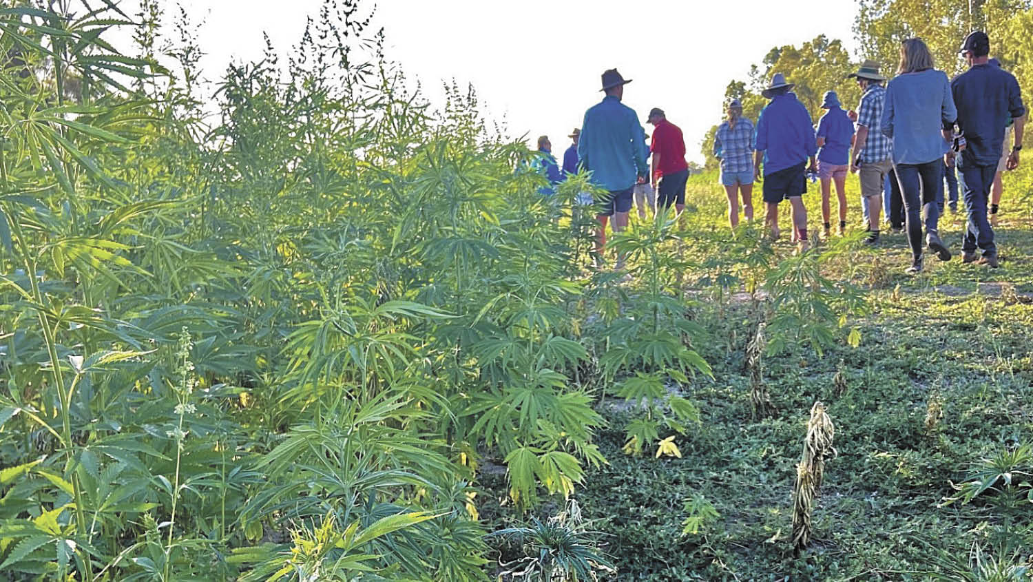 Hemp Insights Field Day 2