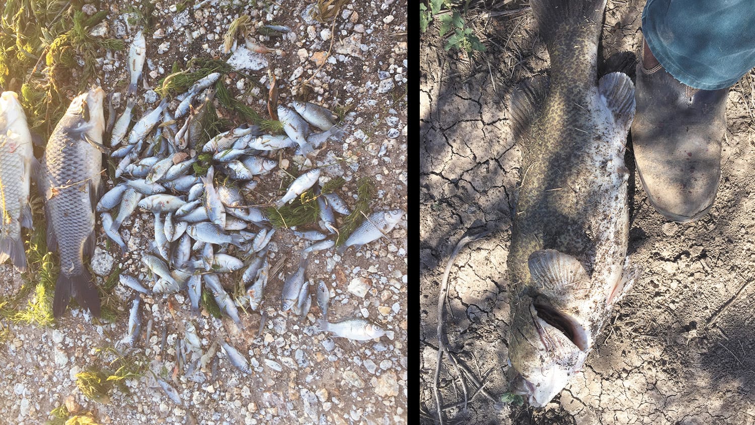 Acrolein Release in Channels Reveals First Kill