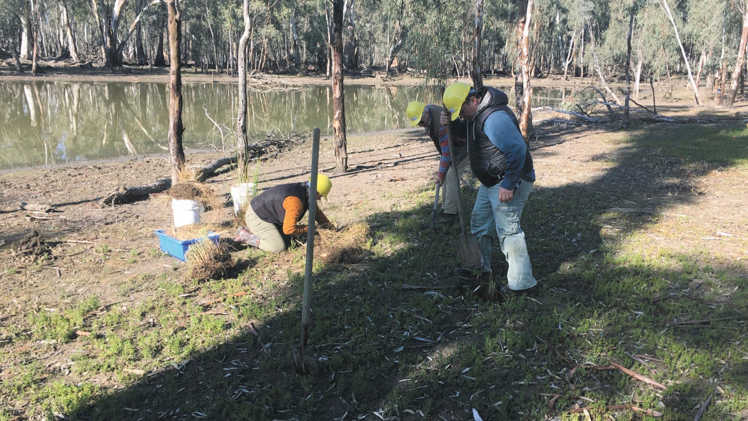 $50,000 FUNDING FOR FURTHER POLLACK REVEGETATION