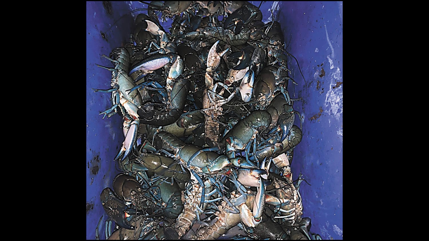 Yabby Fines