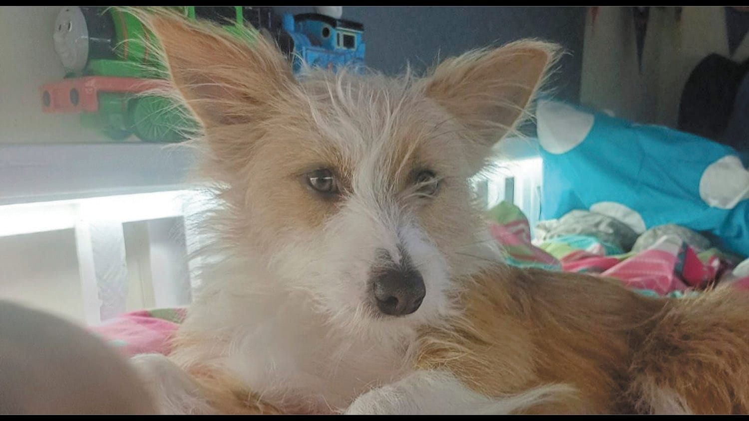 Pet Prevents Tragedy in Local House Fire