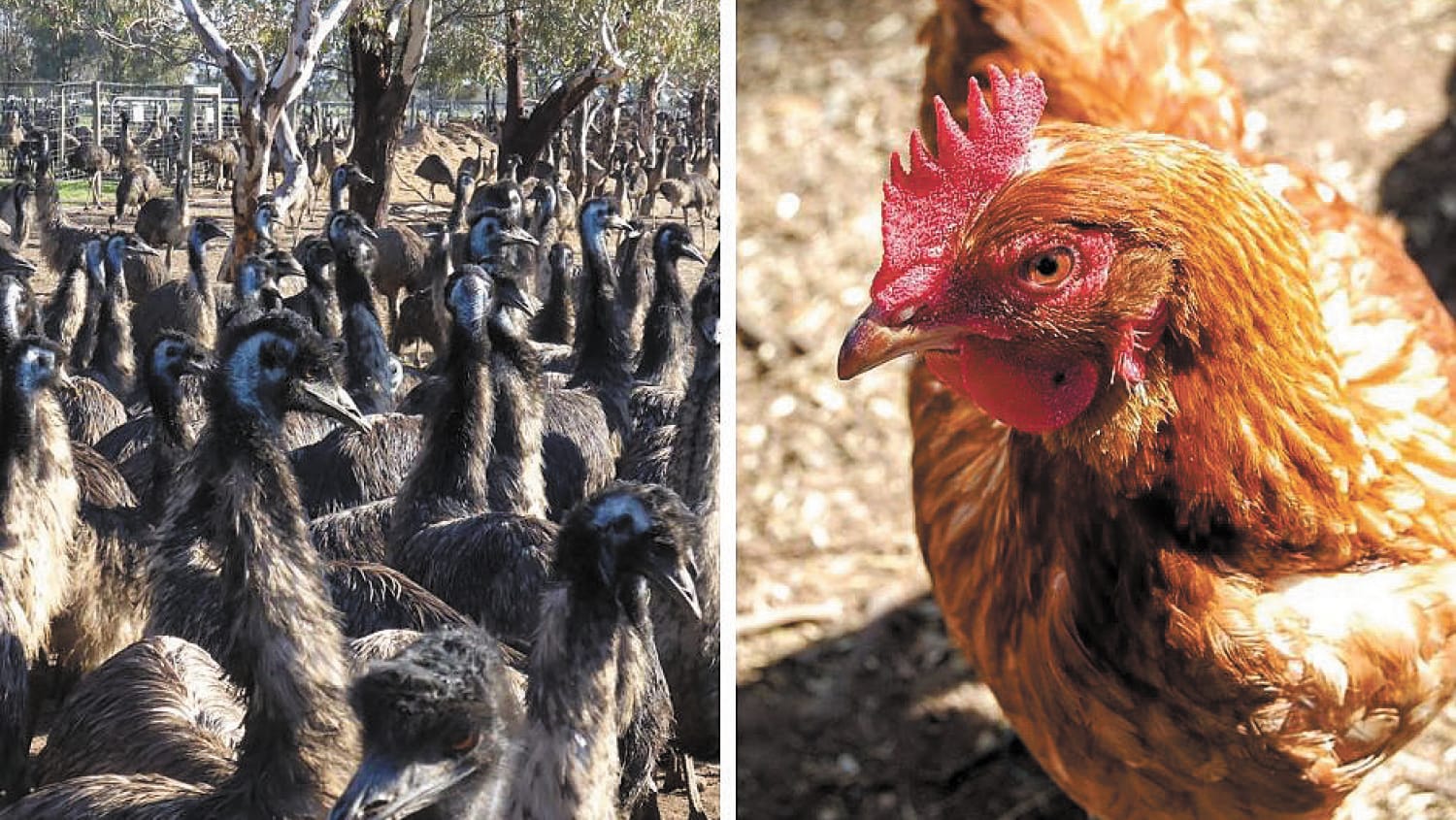 Be Aware Of Bird 'Flu