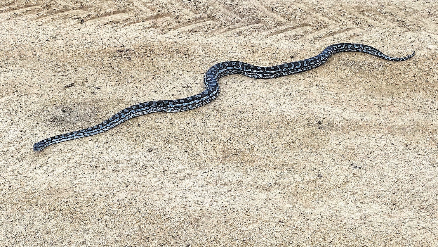 Nature Knows No Bounds