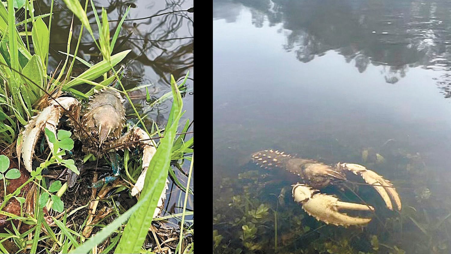 Black Water Increases