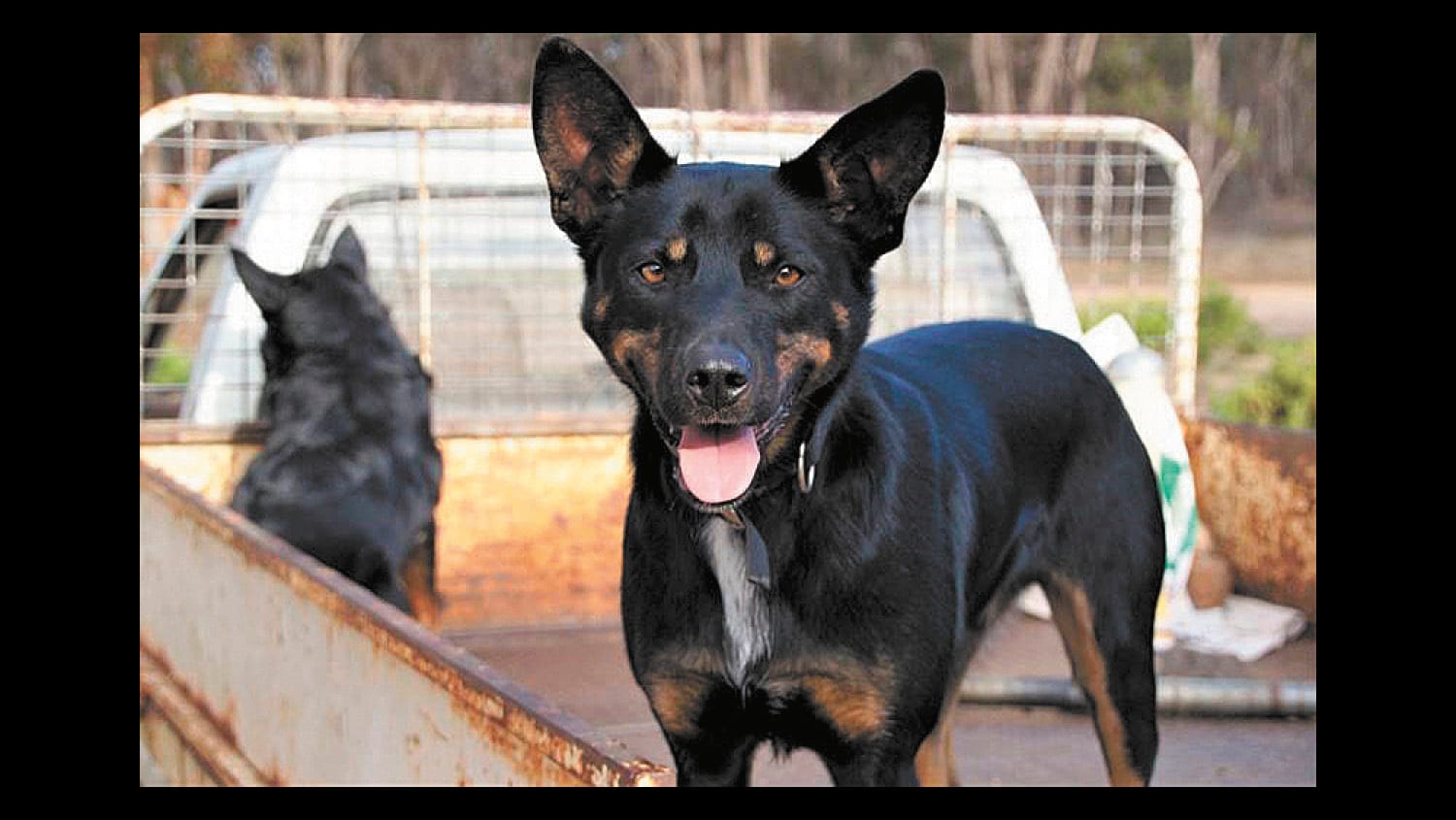 Faithful Friend