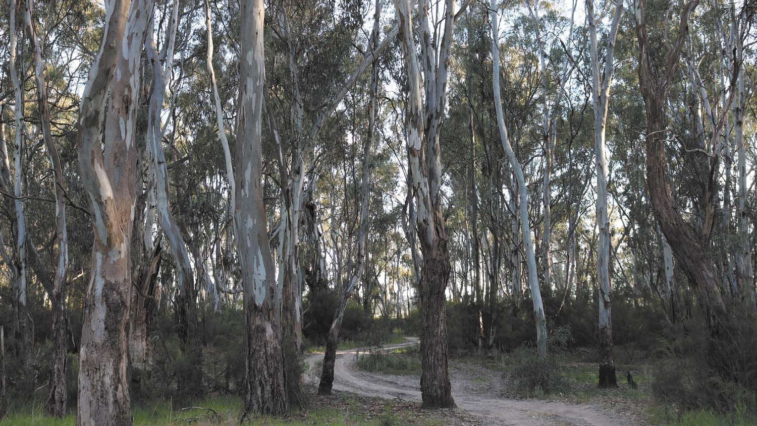 KDC: Victorian Native Timber Closure