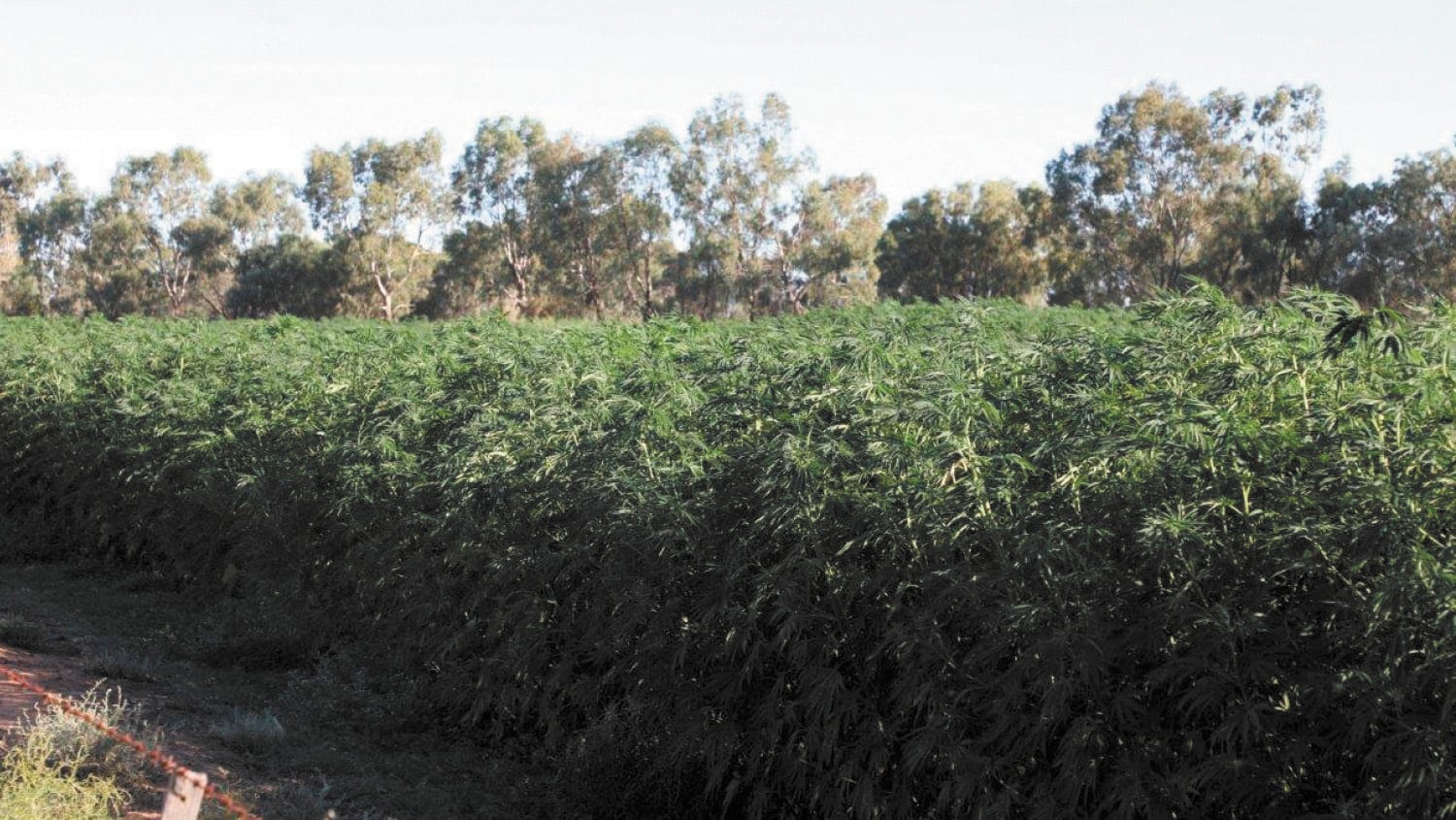 Hemp Trials: Fibre & Seed, man