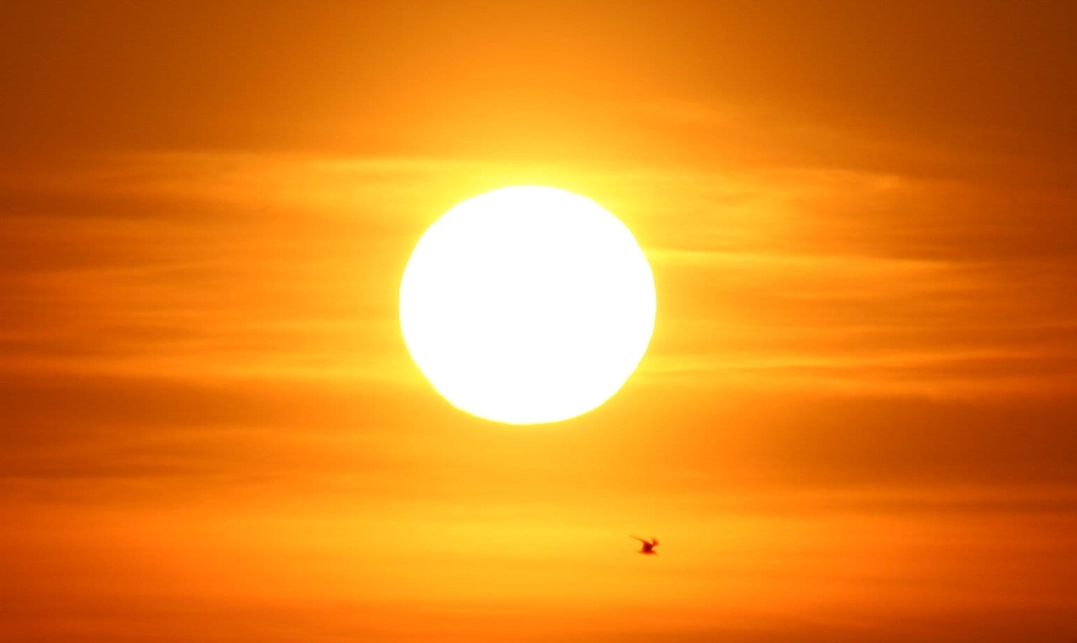 Lovin' Summer -Burnt as a crisp