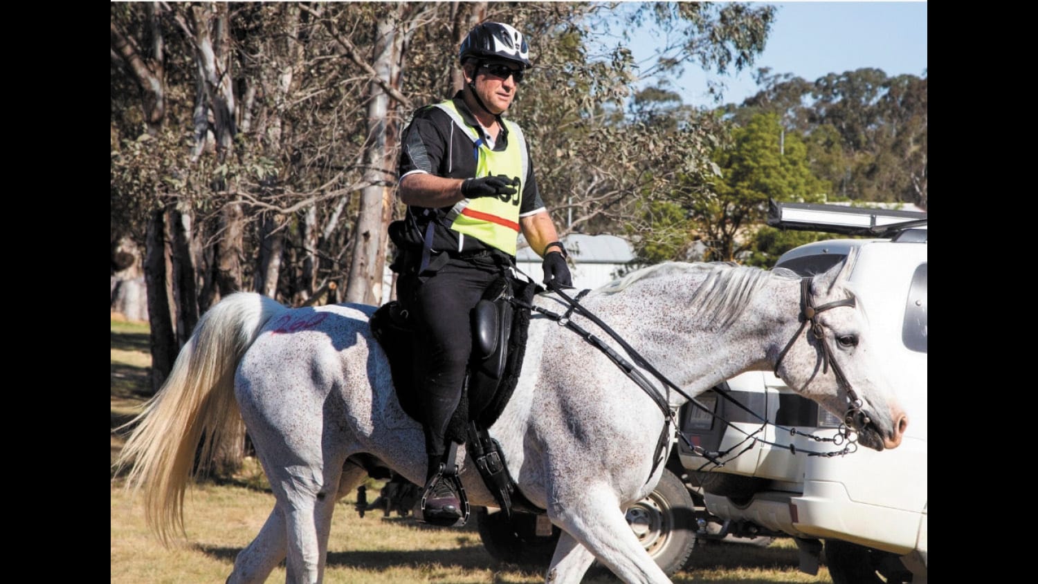 Horsing Around