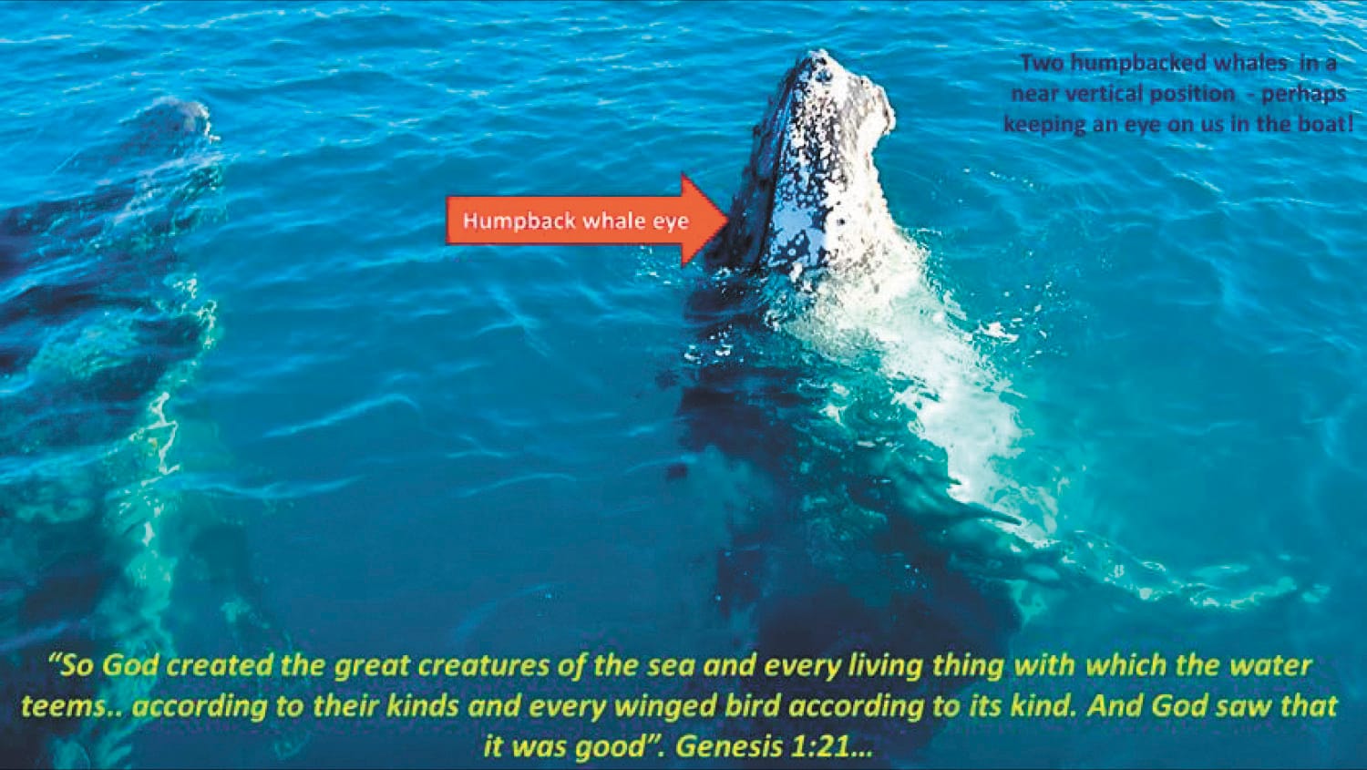 Whale Watching Extraordinaire