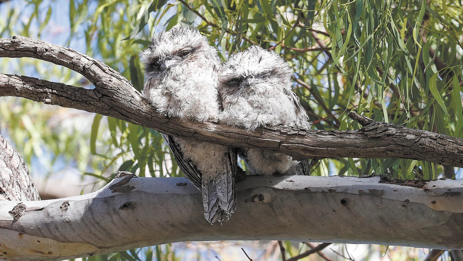 Fluffy Balls of Cuteness!