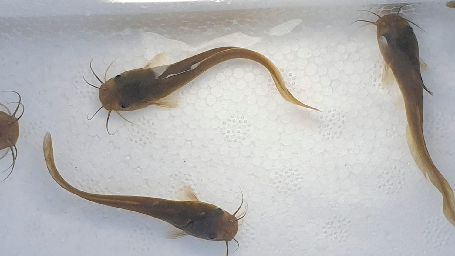 Moulamein Notebook- February 10, 2022