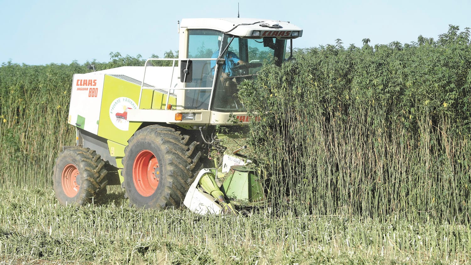 High Hopes for Hemp