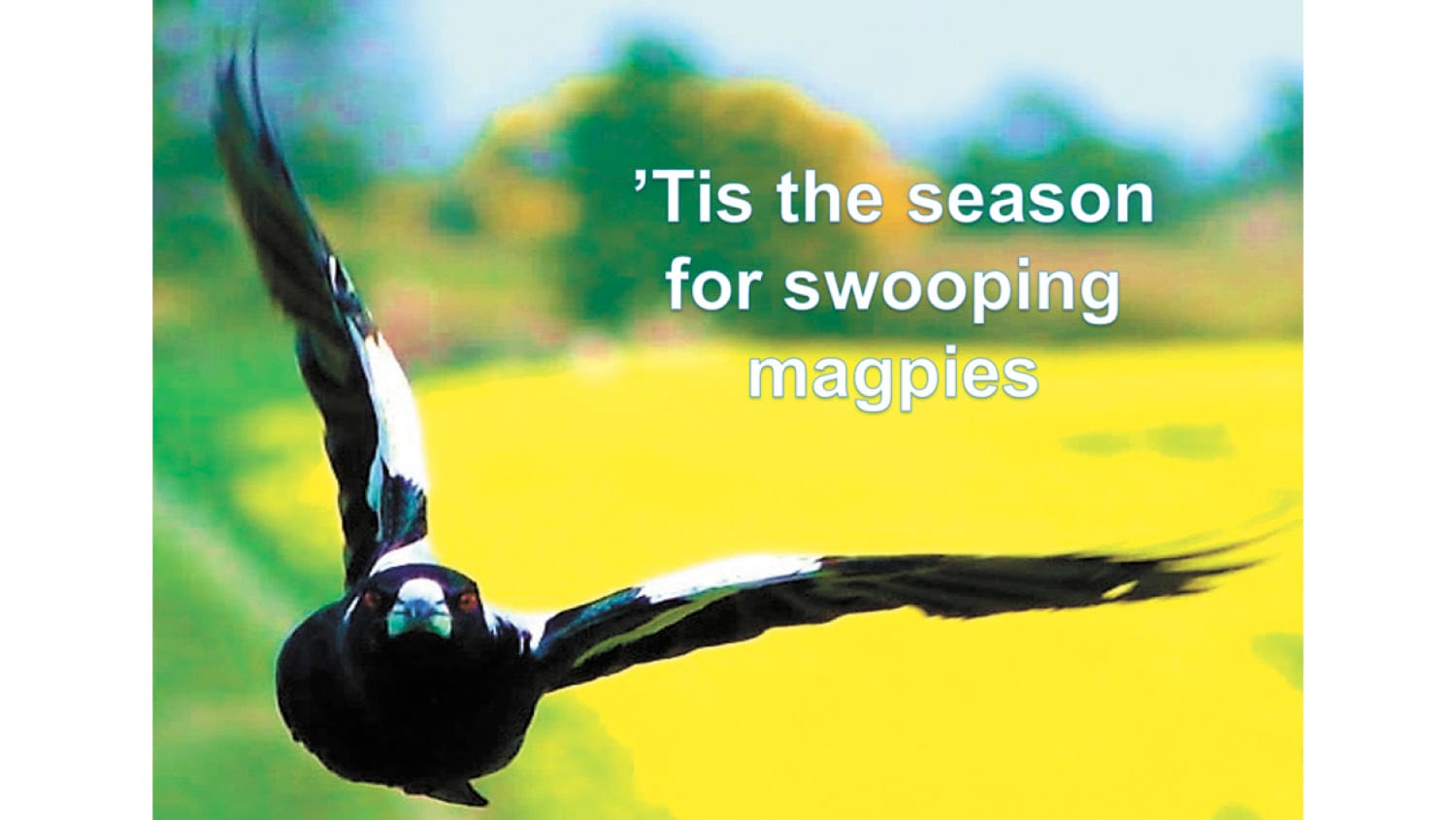 ’Tis the Season for Swooping Magpies!