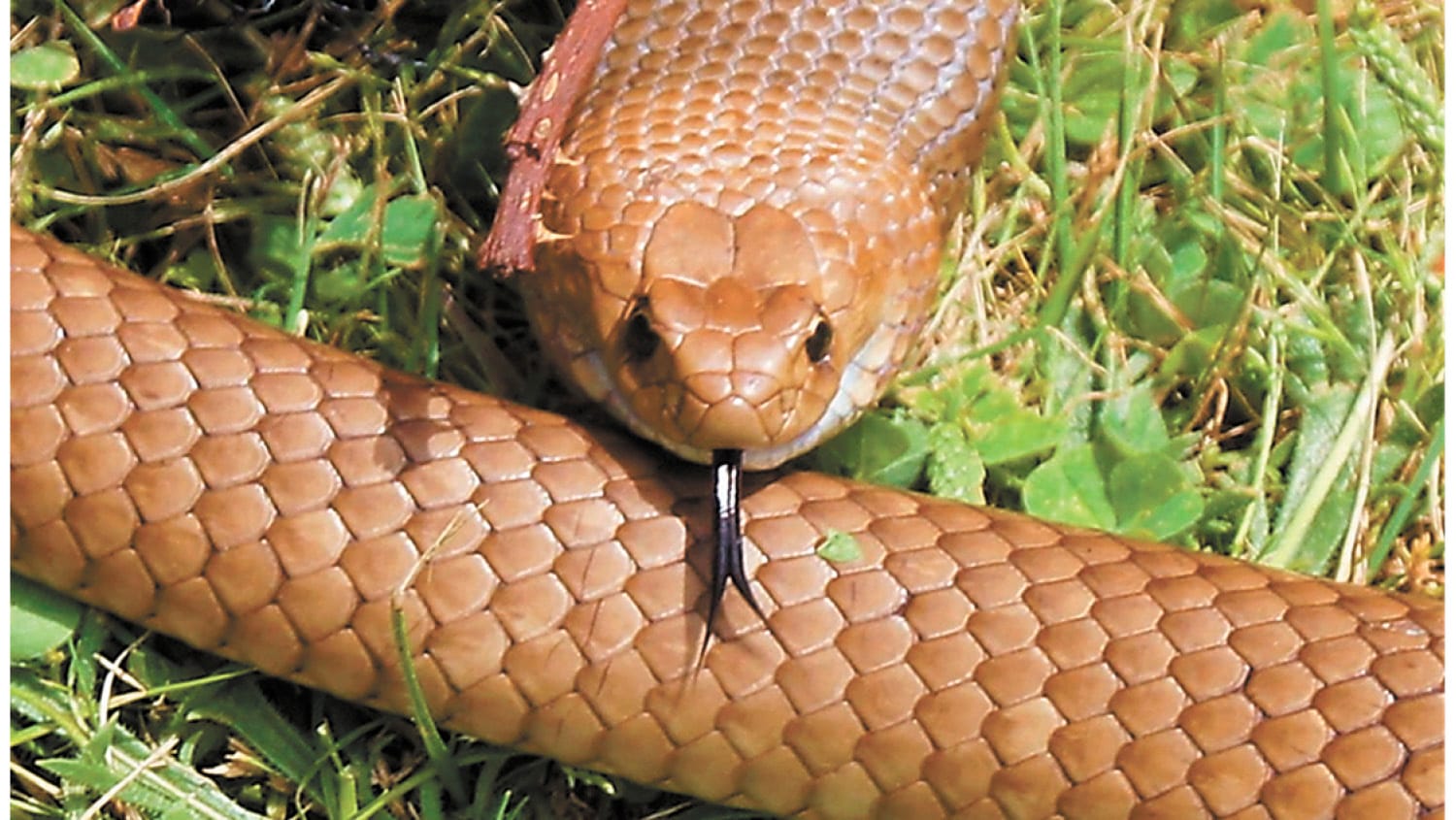 Beware the Forked Tongue!