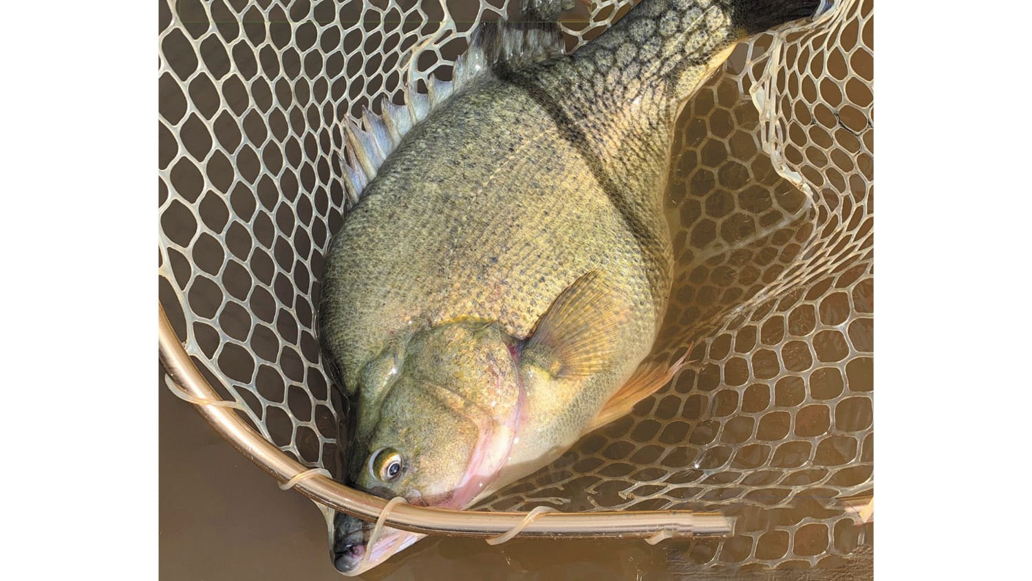 Bumper Yellas in Gunbower Creek