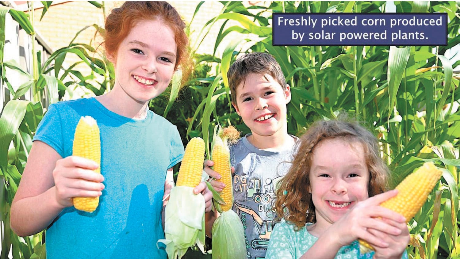 Solar Powered Plants