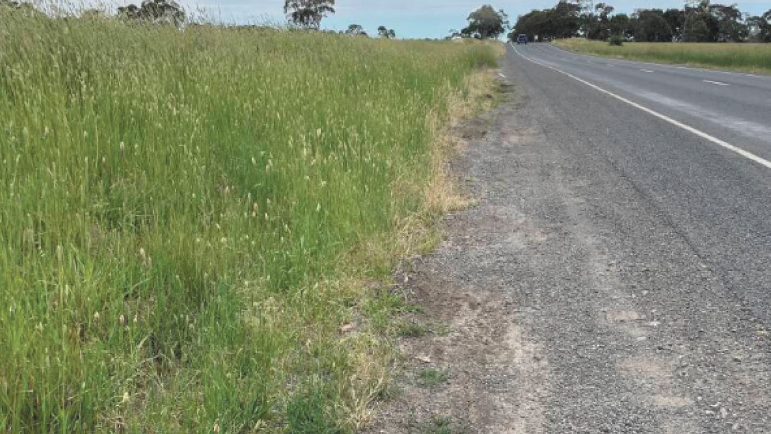 Protecting the Gannawarra's roadside native vegetation