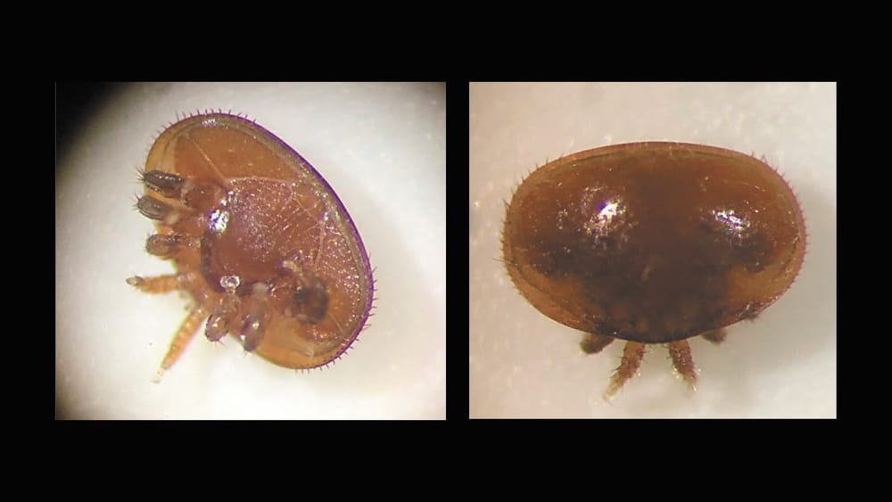 Bee aware – Varroa mite closer post image