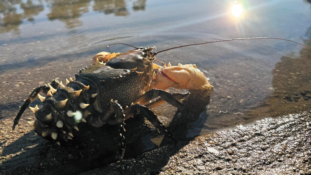 Murray Crays Released post image