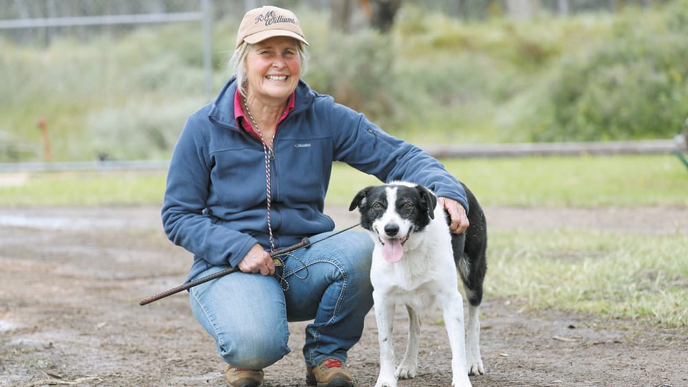 Sheep dogs on trial post image