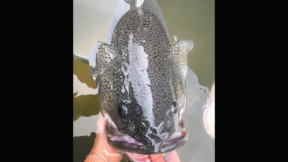 Stranded Cod at Wakool post image