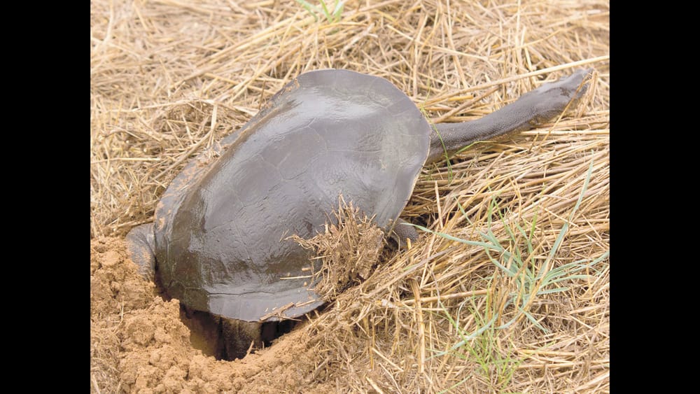 Floating islands to provide sanctuary for turtles post image