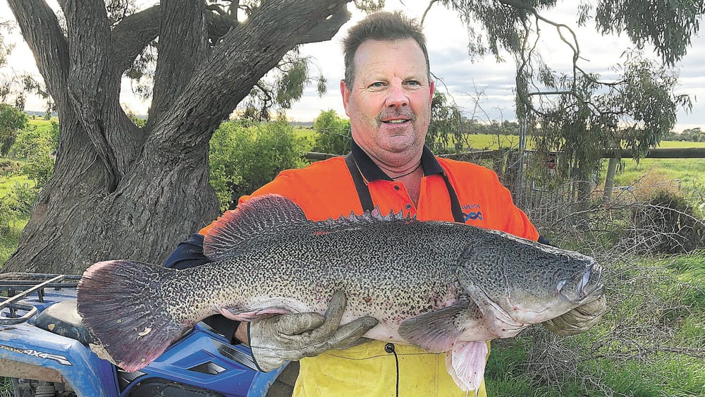 Murray Cod Stranded post image
