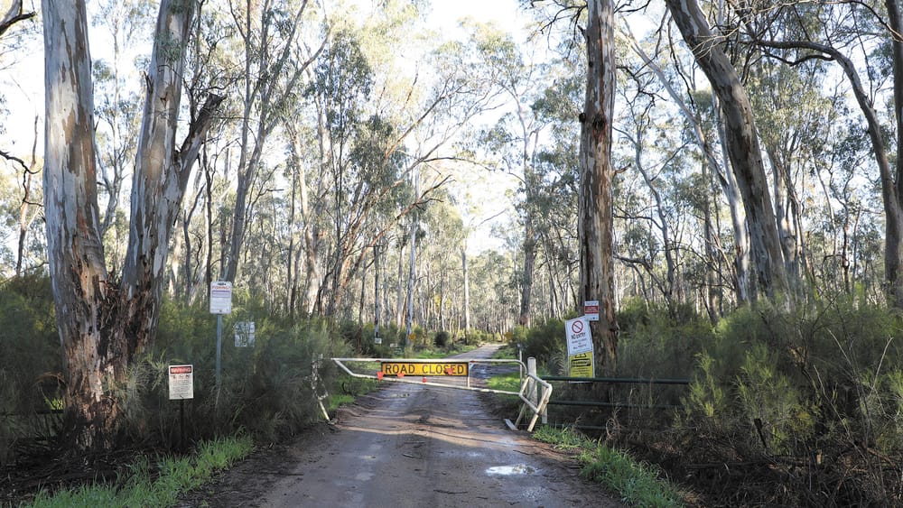 Branching Out post image