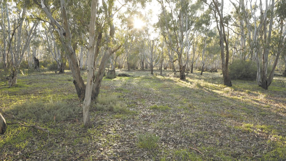 Environmental Flooding for Gunbower post image