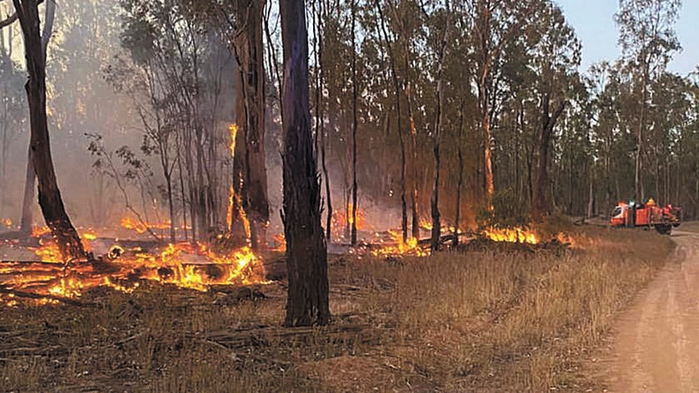 Forest Fire post image