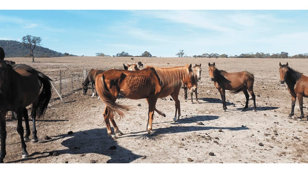 Equine Welfare Under Pressure in Victoria post image