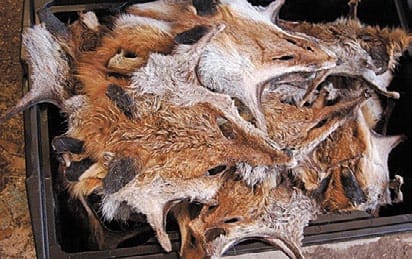 Fox and wild dog bounty collection schedules post image