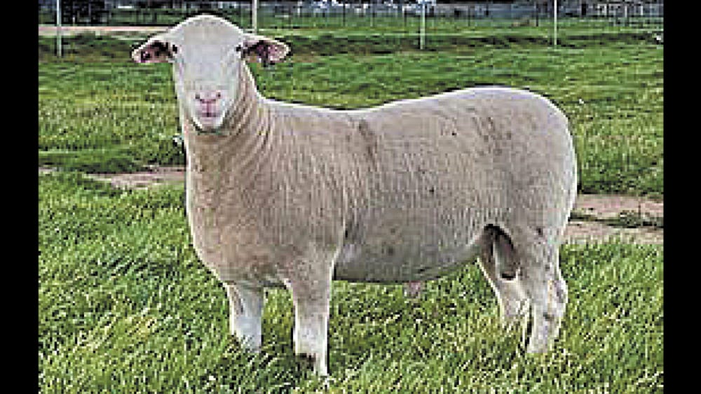 Sheep and Wool Show A “No–Go” post image